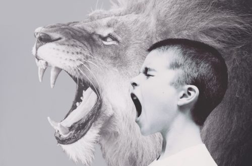 Junge Löwe brüllen